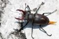 Lucanus cervus